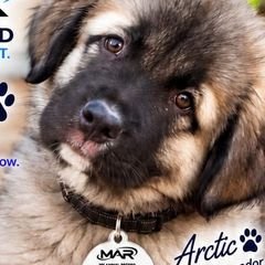 MAR for Dogs