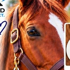 MAR for Horses