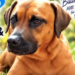 MAR for Rescues & Shelters